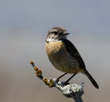 309A2688DxO_Female_Stonechat-ls-st.jpg