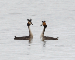 Great_Crested_Grebe_Displaying.gif