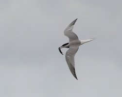 JT9A5145DxO_Tern_flying+fish-2_00x.jpg
