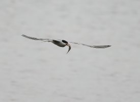 JT9A5191DxO_Tern_Flying+fish-2_00x.jpg