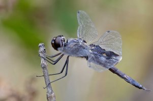 Tramea lacerata - Black Saddlebags Skimmer.jpg