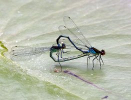 309A2995DxO_red_eyed_damselfly.jpg