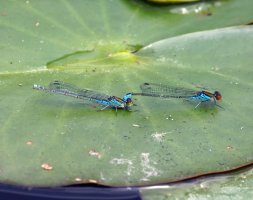 309A2997DxO_small_red_eyed_damselfly.jpg