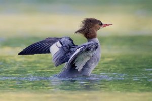 IMG_7266-DeNoiseAI-severe-noise (1).jpg