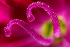 Stamens.jpg