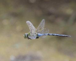 3R3A0726-Emperor_Dragonfly_PS_tif_dn_sh.jpg