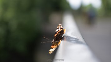 red admiral 35.jpg