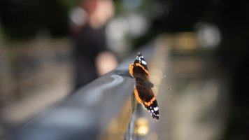 red admiral 35_02.jpg