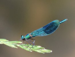 3R3A1221_banded_demoiselle_crop-sh_.jpg