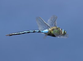 3R3A1147_Dragonfly_flying_crop-sh.jpg