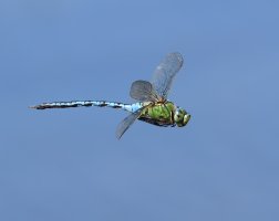 3R3A1176_Emperor_Dragonfly_flying_crop-sh.jpg