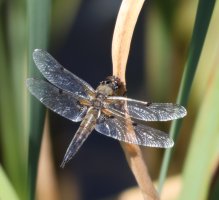 3R3A1103._4-spot-chaser.jPG