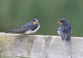 3R3A0779_Swallow_Fledglings_crop.JPG.jpg