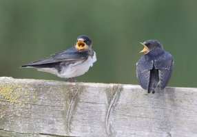 3R3A0783_Swallow_Fledglings_cropJPG.jpg