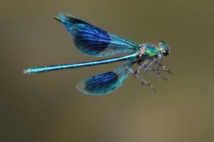 3R3A1223_20_banded_demoiselle-dn-sh.jpg