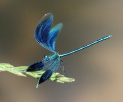 3R3A1226_06_Banded_demoiselle-dn-sh.jpg