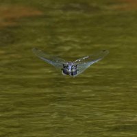 Tramea lacerata - Black Saddlebags Skimmer.jpg