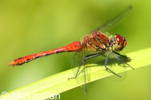 darter_2022_01.JPG