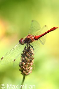 darter_2022_02.JPG