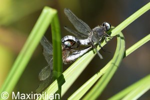 scarce_chaser_2022_06.JPG