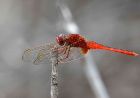 Crocothemis servilia - Scarlet skimmer 2 male_DxO.jpg