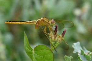 Crocothemis servilia - Scarlet skimmer 6 female_DxO.jpg