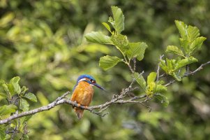 Kingfisher XII copy.jpg