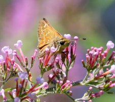 5D3_4788 picasa fix - Copy.JPG