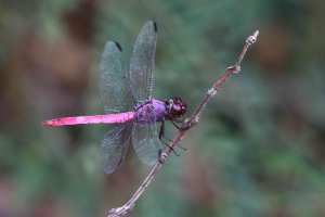 Orthemis ferruginea - Roseate Skimmer 2 male PS_DxO.jpg