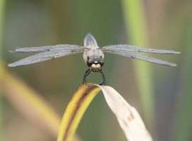 3R3A5365_PS_4-spot_chaser_head_on-dn.jpg