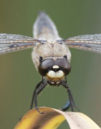 3R3A5365_PS_4-spot_chaser_head_on_Crop-dn.jpg