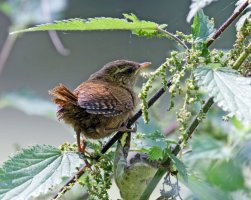 309A3297DxO_fledgling_Wren_in_tree-ls-shm.jpg