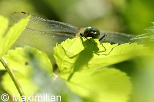 downy_emerald_2022_01.JPG