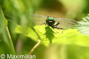 downy_emerald_2022_02.JPG