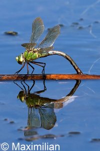 anax_2022_01.JPG