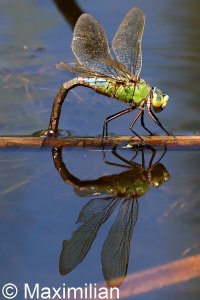 anax_2022_02.JPG