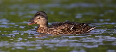 IMG_8008 V2 copy.jpeg