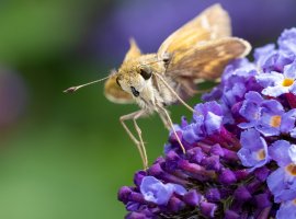 Atalopedes campestris, Sachem Skipper-1.jpg