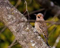 Colaptes auratus, Northern Flicker.jpg