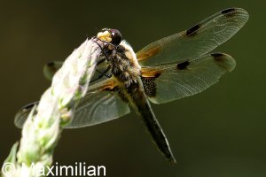 four_spotted_2022_04.JPG