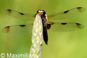 four_spotted_2022_05.JPG