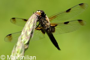 four_spotted_2022_06.JPG