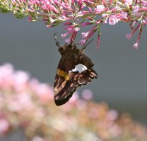 5D3_6011 ps3 fix.JPG