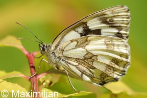 marbled_white_2022_01.JPG