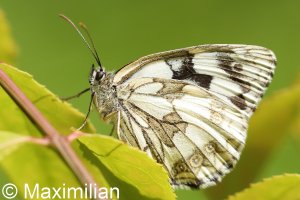 marbled_white_2022_02.JPG