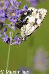 marbled_white_2022_03.JPG
