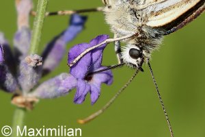 marbled_white_2022_03_d.JPG