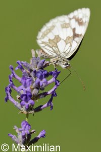 marbled_white_2022_04.JPG