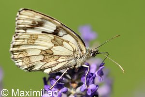 marbled_white_2022_05.JPG