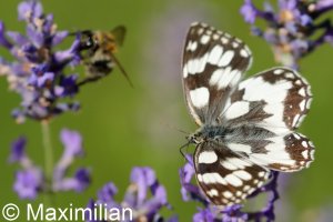 marbled_white_2022_06.JPG